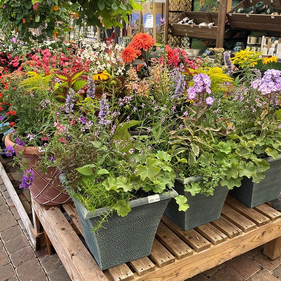 Summer Container 2 - image 2