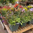 Summer Container 2 - image 2