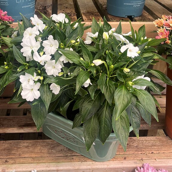 Summer Container 3 - image 3