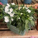 Summer Container 3 - image 3
