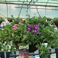 Summer Containers & Baskets