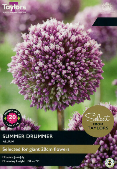 Summer Drummer