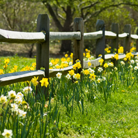 Flowering Bulbs For Spring