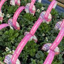 Summer Patio Berry Swirl jumbo 6 pack