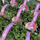 Summer Patio Patriot Mixed jumbo 6 pack