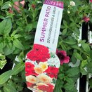 Summer Patio Strawberries & Cream jumbo 6 pack