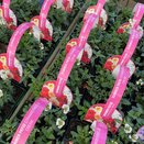 Summer Patio Strawberries & Cream jumbo 6 pack