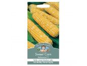 Sweet Corn Seeds Ambrosia F1 - image 1