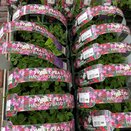 Sweet Pea - Hanging Basket