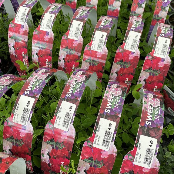 Sweet Pea - Spencer Mix