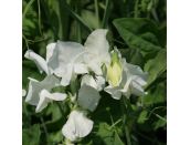 Sweet Pea White Ensign 9cm pot