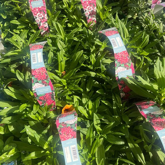 Sweet William Dwarf Mixed 6pk
