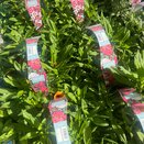 Sweet William Dwarf Mixed 6pk