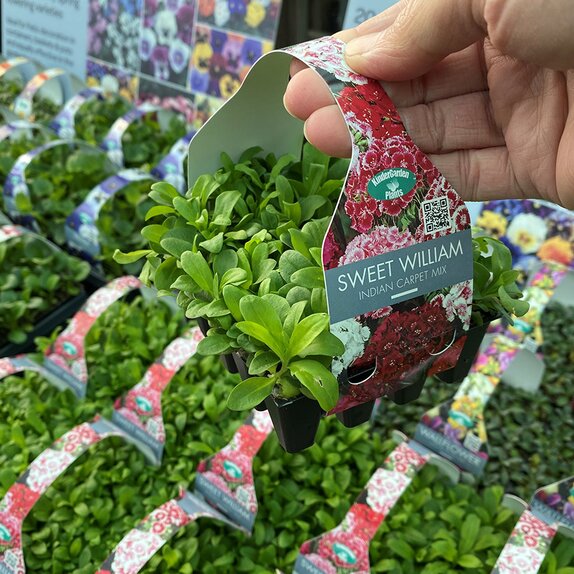 Sweet William Indian Carpet Mix 20 pack
