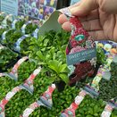Sweet William Indian Carpet Mix 20 pack