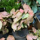 Syngonium 'Red Heart' 