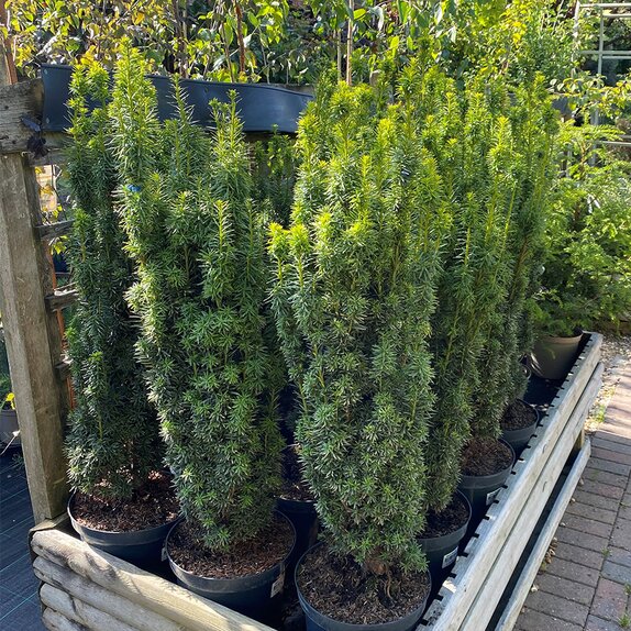 Taxus baccata David