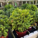 Taxus baccata 'Westerstede'