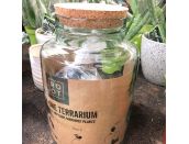 Terrarium all in one glass bottle