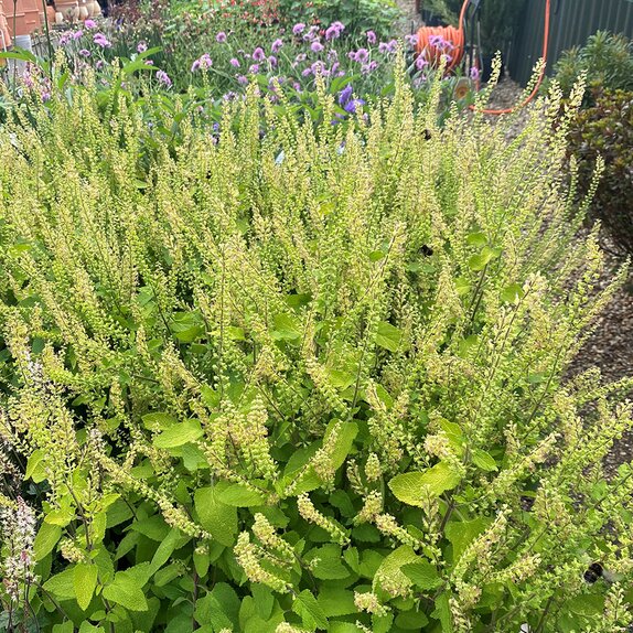 Teucrium Binstead Gold