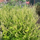Teucrium Binstead Gold