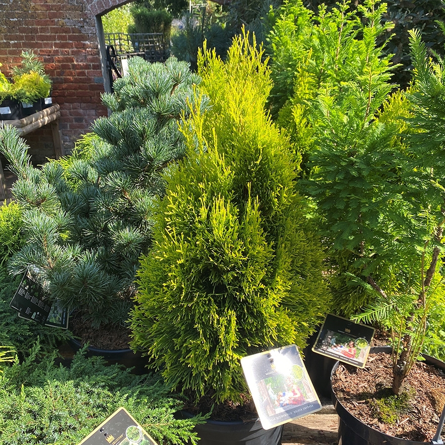 taxus hedge English Yew (Taxus baccata) bare root hedging plants – R J Trees and Hedging  Ltd main image 1