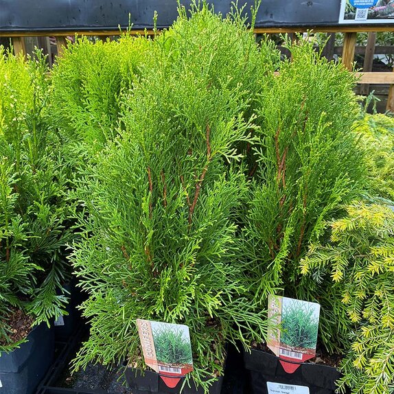 Thuja occid. 'Smaragd'