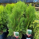 Thuja occid. 'Smaragd'