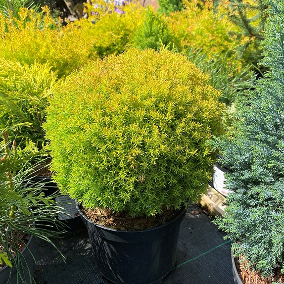 Thuja occidentalis Anniek 3 litre pot
