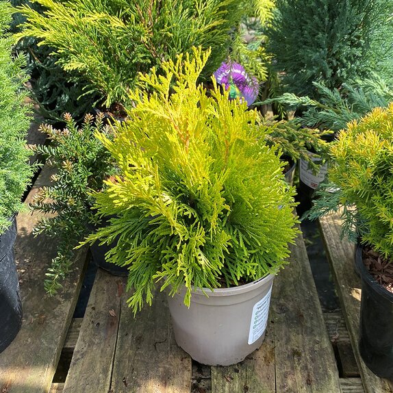 Thuja occidentalis Yellow Diamond