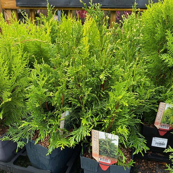 Thuja plicata 'Can-Can'