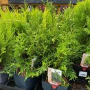 Thuja plicata 'Can-Can'