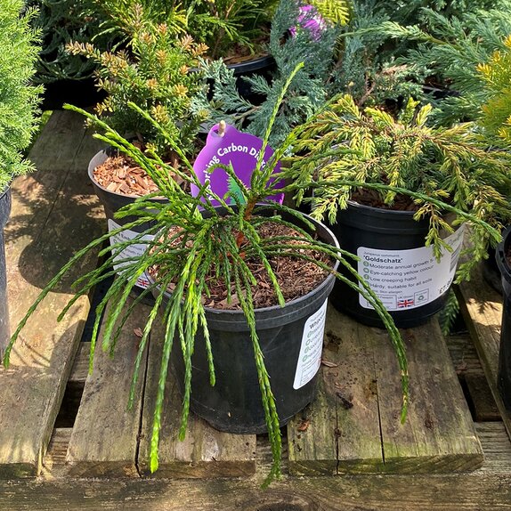 Thuja plicata Whipcord