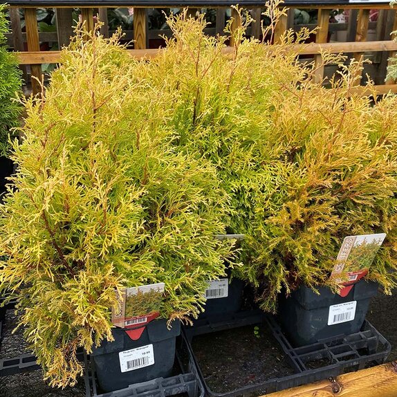 Thuja Rheingold