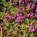 Thyme Creeping Red