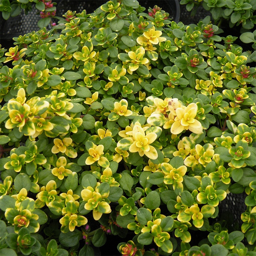 Thyme Doone Valley Knights Garden Centres