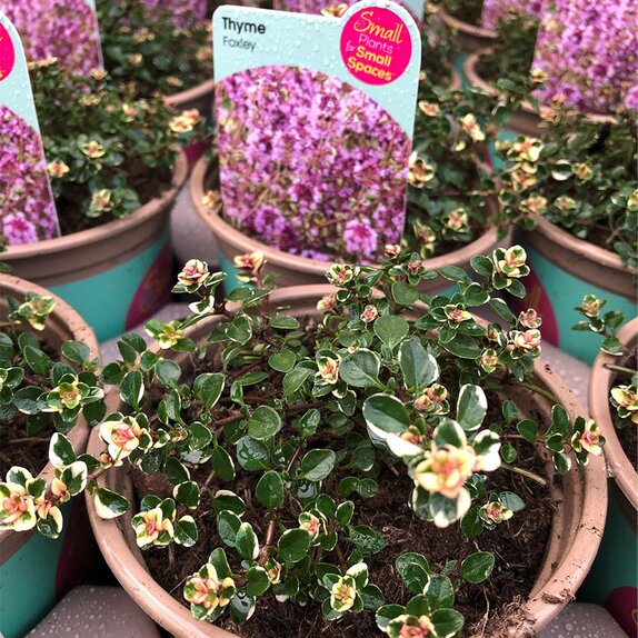 Thyme Foxley