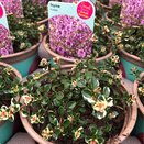 Thyme Foxley