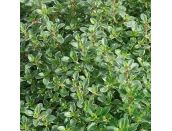 Thyme Silver Variegated 1 litre pot