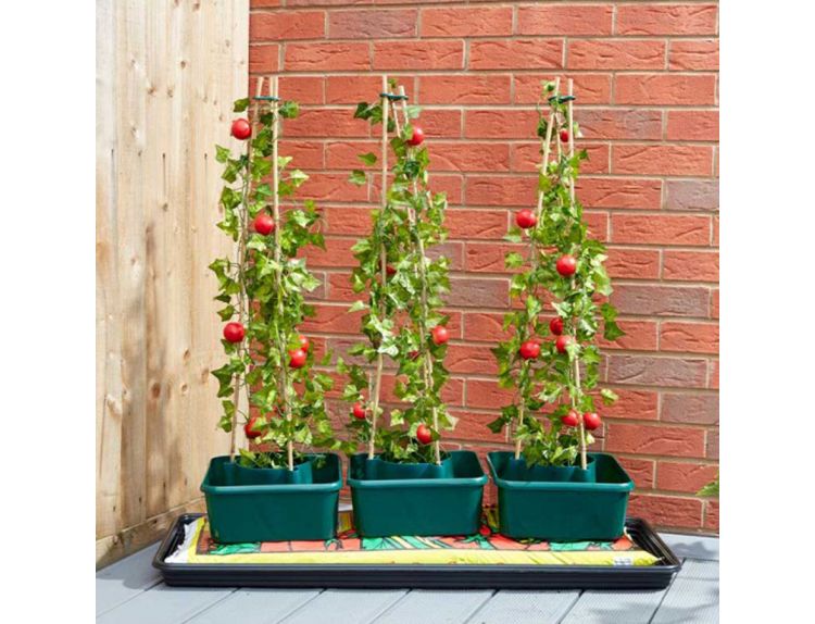 Tomato Gro-Box Triple Pack - image 1