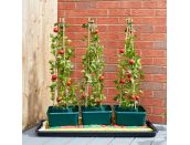 Tomato Gro-Box Triple Pack - image 1