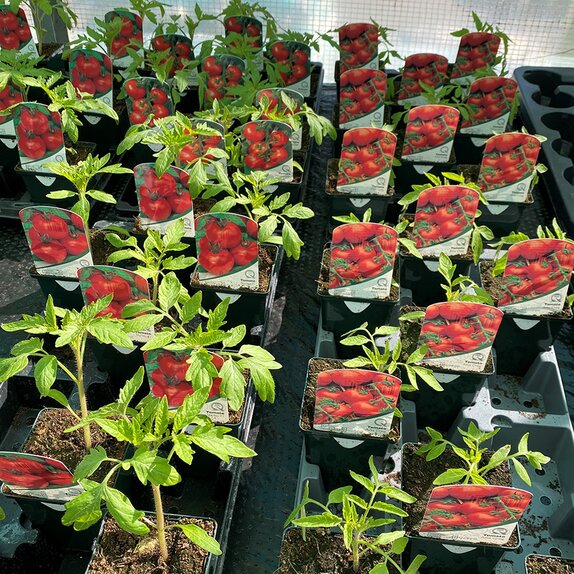 Tomato Plant Ailsa Craig