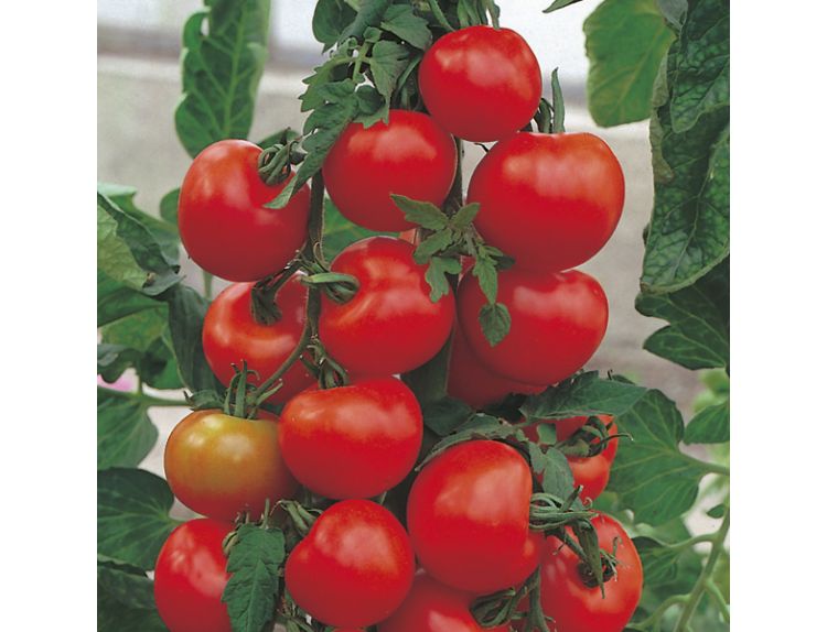 Tomato Plant Alicante 9cm pot - image 1