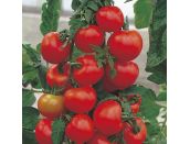Tomato Plant Alicante 9cm pot - image 1