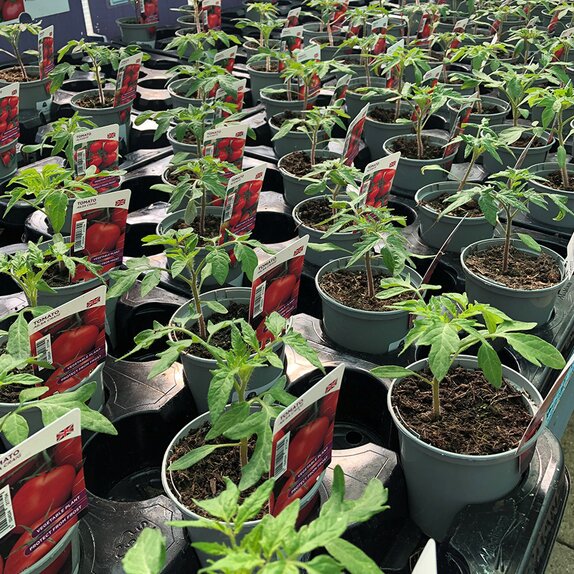 Tomato Plant Alicante 9cm pot - image 2