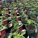 Tomato Plant Alicante 9cm pot - image 2