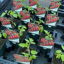 Tomato Plant Baby Plum Lucinda 8.5cm pot