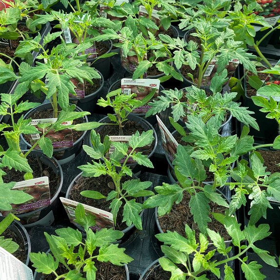 Tomato Plant Chocolate Cherry 9cm pot