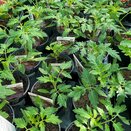 Tomato Plant Chocolate Cherry 9cm pot