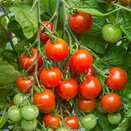 Tomato Plant Gardeners Delight 9cm pot - image 2